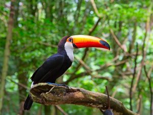 Mexico met kinderen tucan