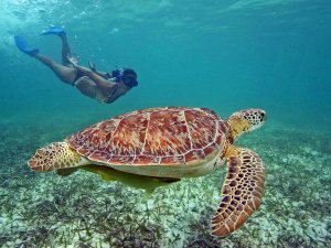 Mexico met kinderen zwemmen schildpad
