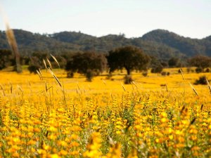 Alentejo Portugal pure platteland