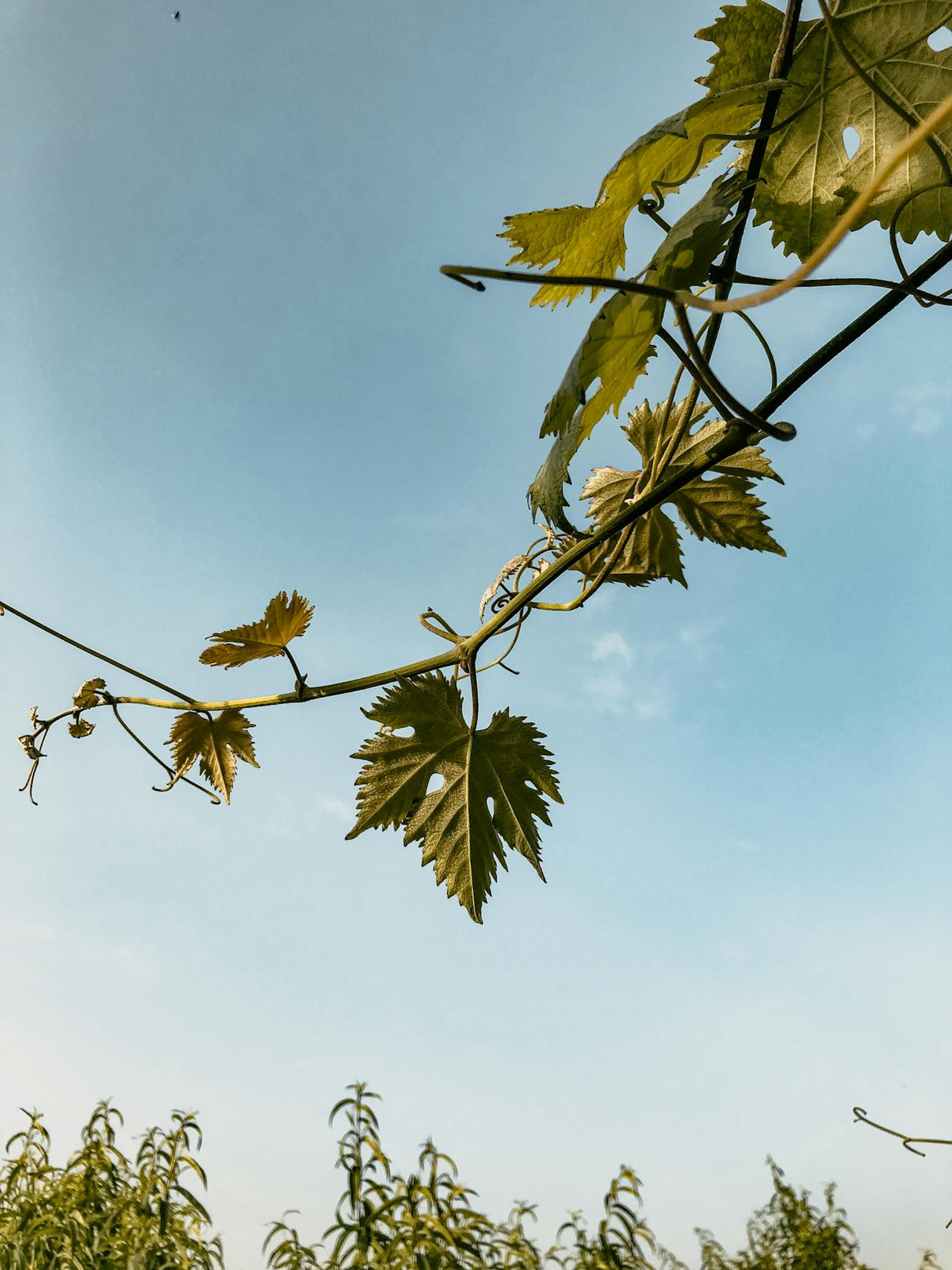 Sangiovese Grape Cultivation Techniques