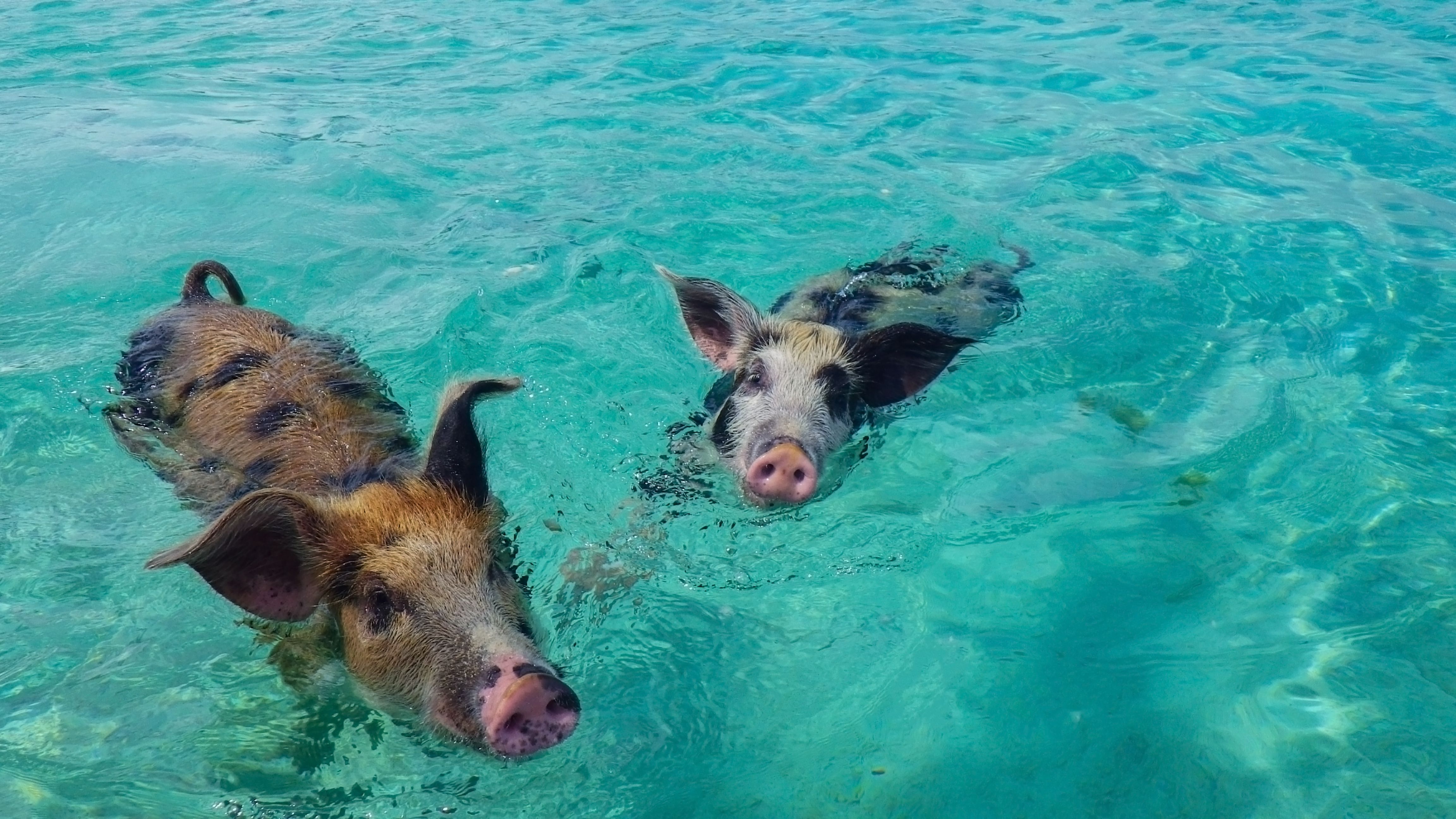 Yacht deck with lounge chairs.