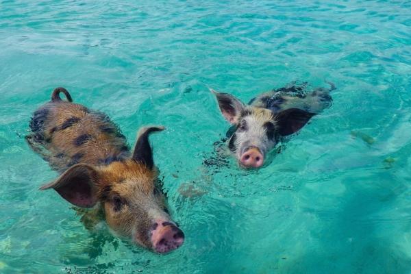 Yacht deck with lounge chairs.