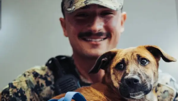 Paws on the Ground: Why You Should Adopt a Military Dog