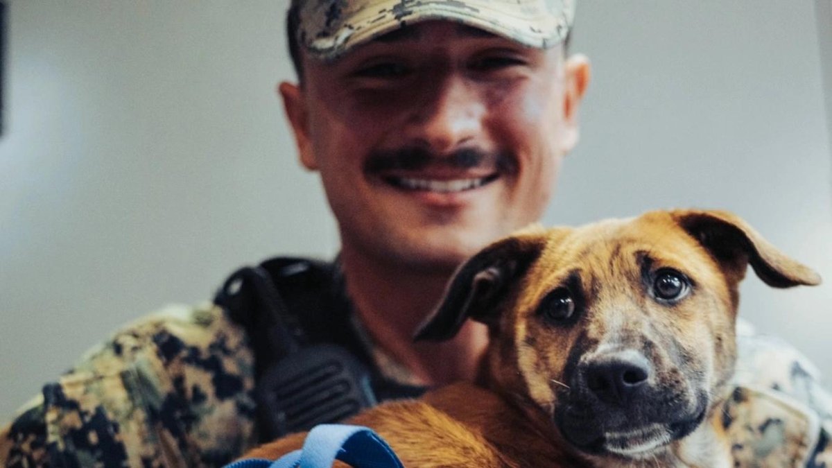 Paws on the Ground: Why You Should Adopt a Military Dog