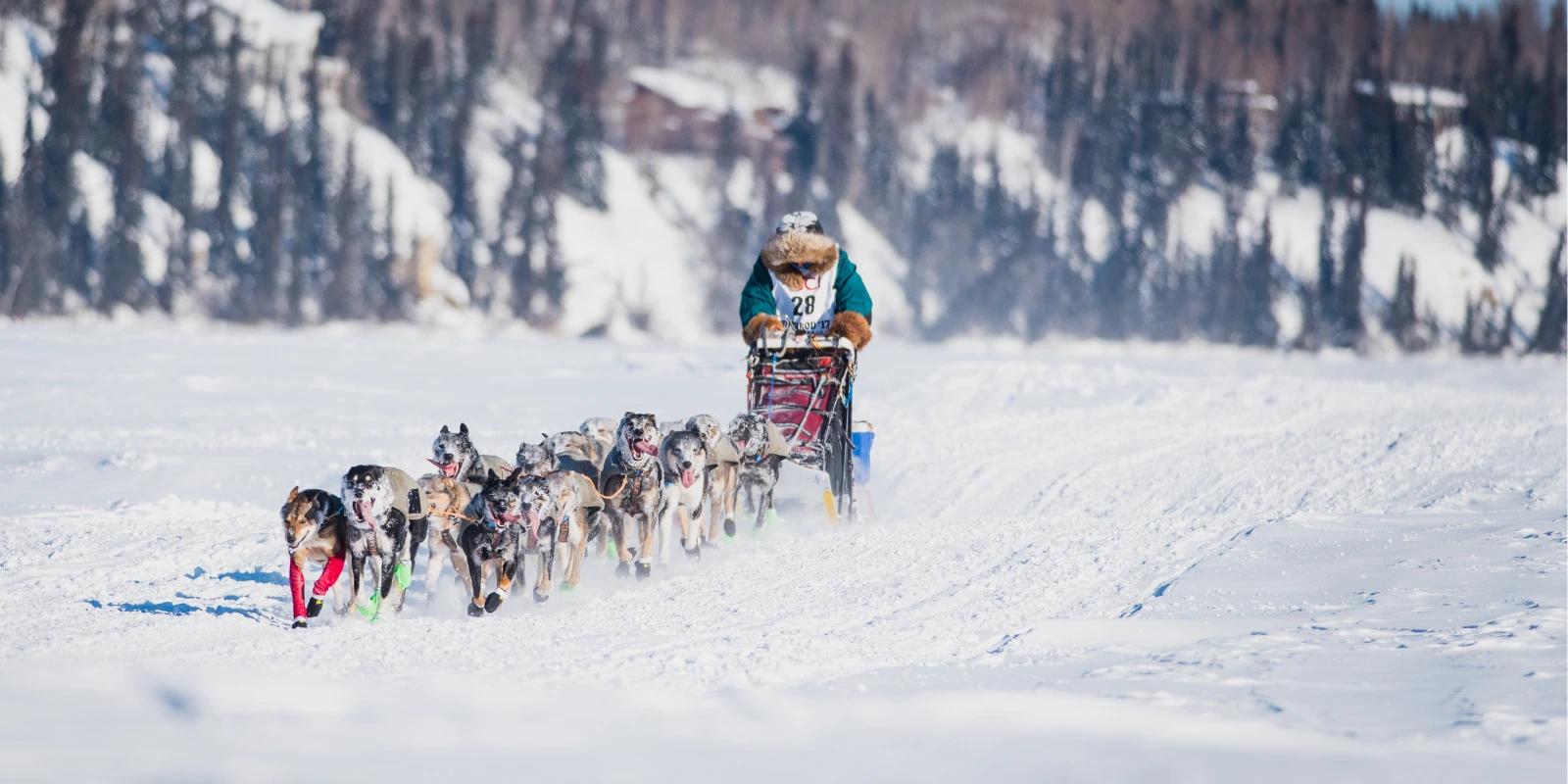 iditarod