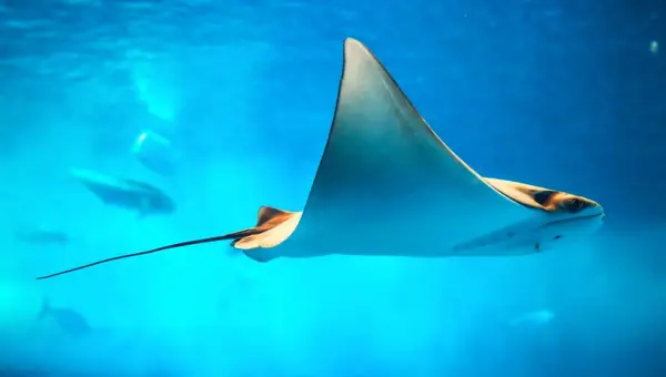 San Diego Things To Do Near MCRD San Diego