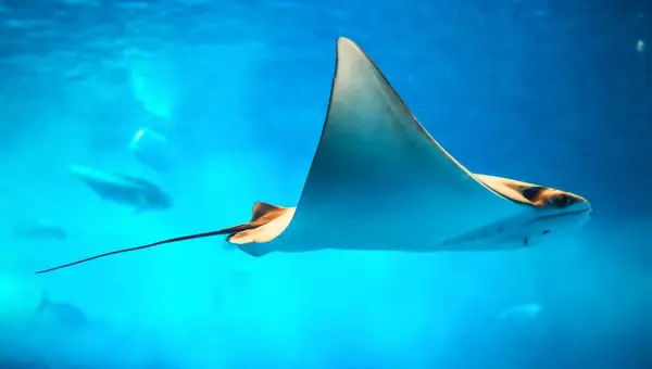 San Diego Things To Do Near MCRD San Diego