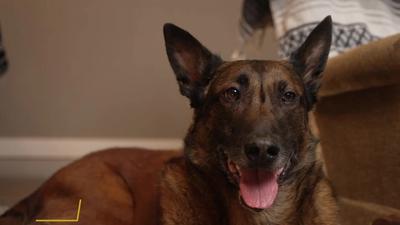 K9 Veterans Day: Special Forces Handler & Rico's Combat Bond