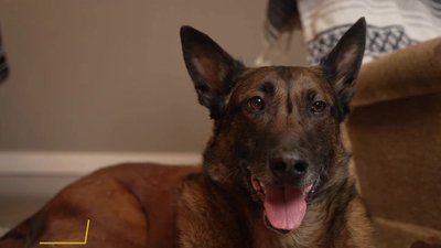 K9 Veterans Day: Special Forces Handler & Rico's Combat Bond