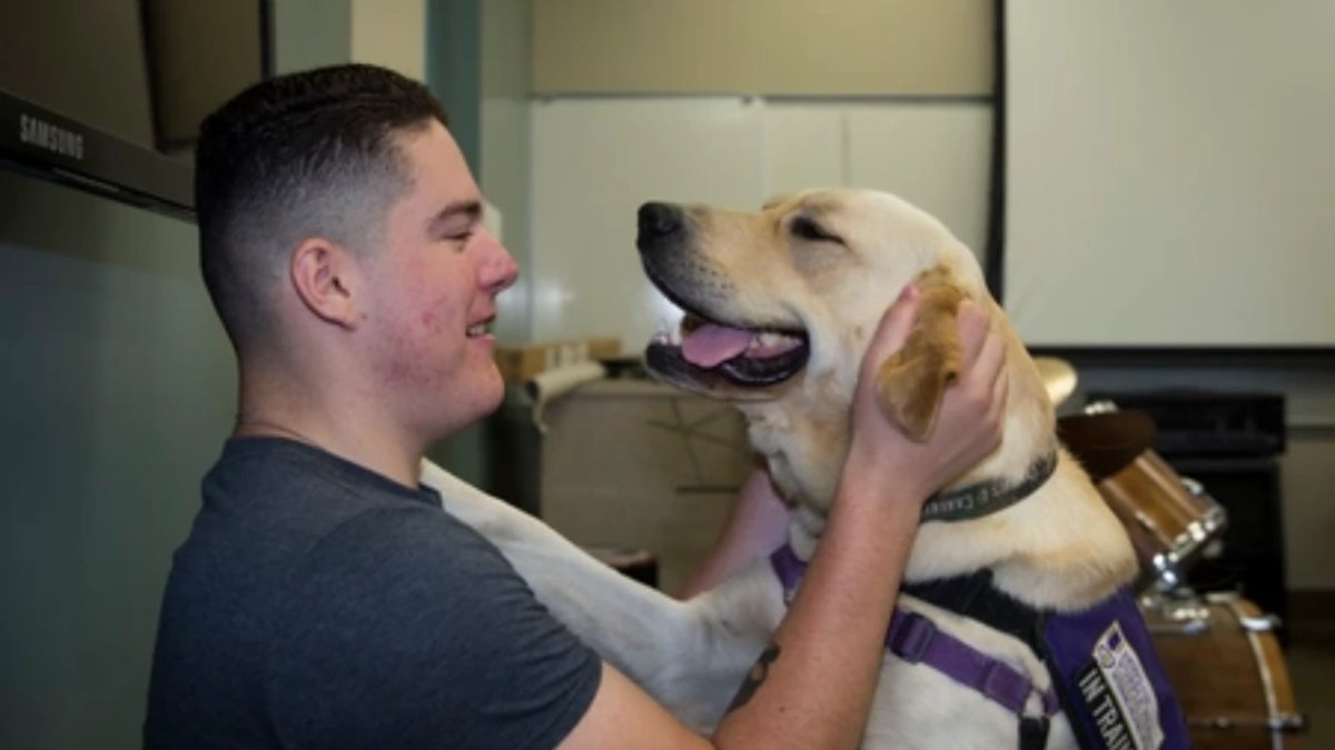 service dogs assisting veterans act