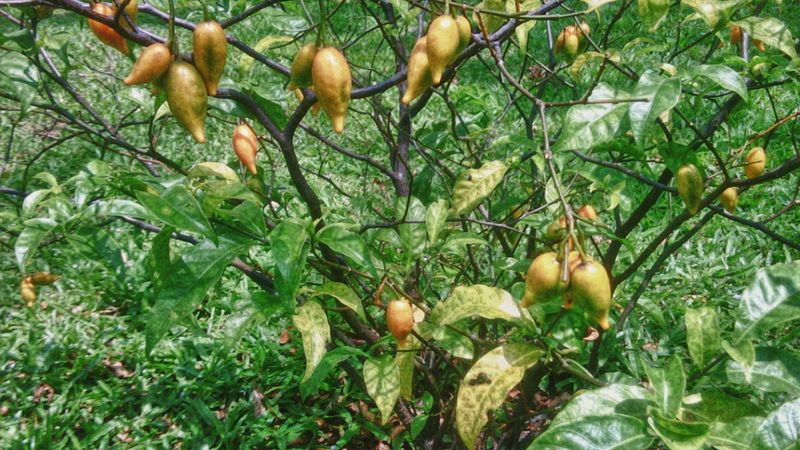 Ibogaine is a naturally occurring alkaloid of the Tabernanthe iboga plant, which is native to West Central Africa. It’s a powerful psychedelic that has been used medicinally and in religious ceremonies for centuries.