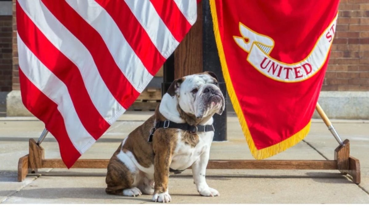 The Marine Corps Mascot Is a Bulldog Named Chesty