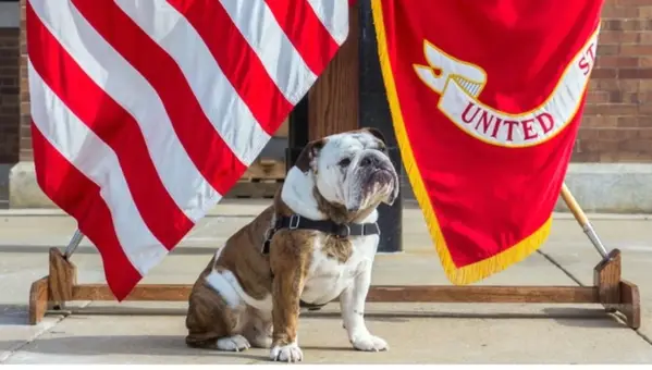 The Marine Corps Mascot Is a Bulldog Named Chesty