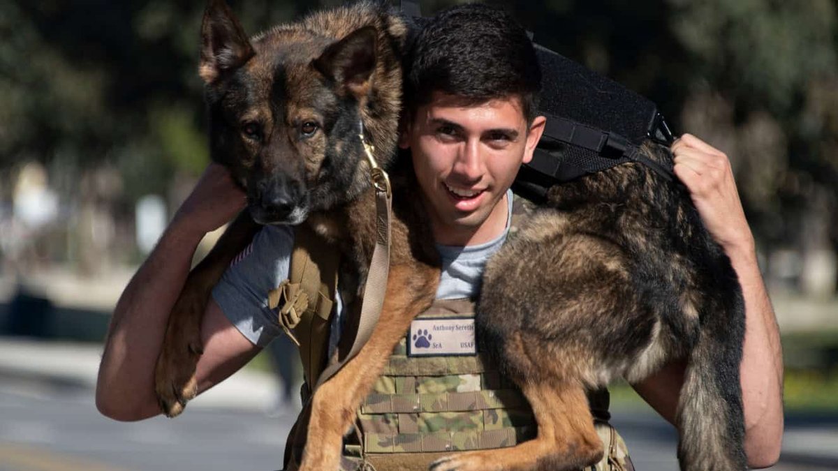 National K9 Veterans Day Honors the Sacrifice & Service of Military Dogs