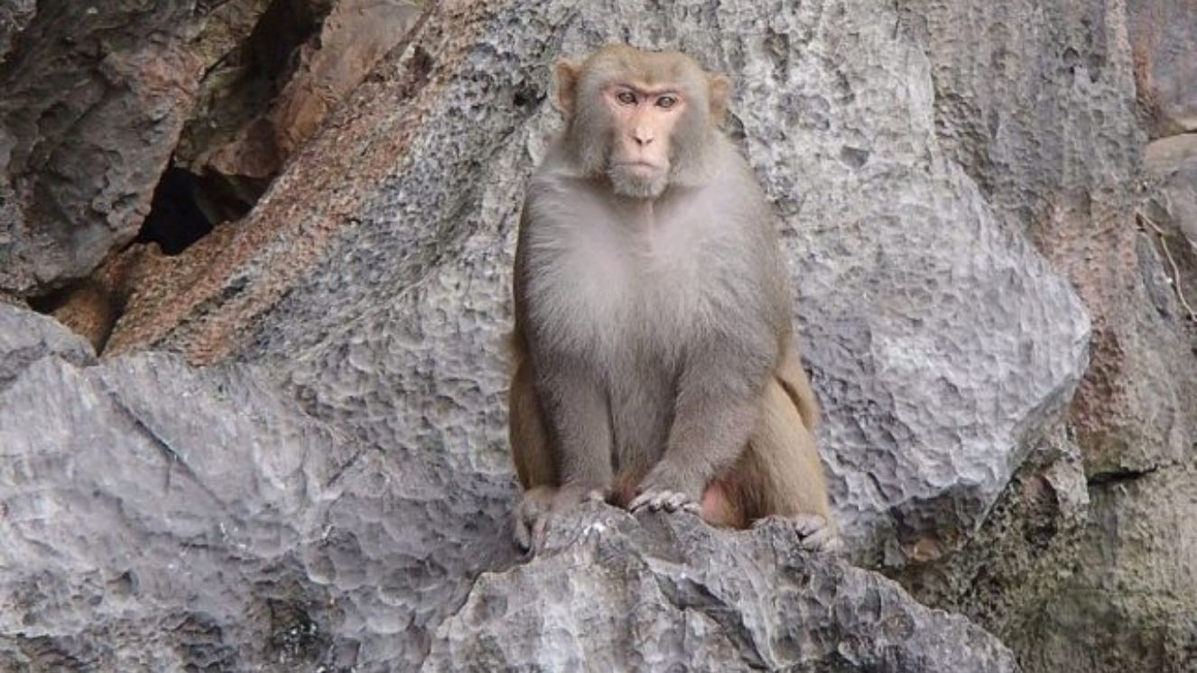 A monkey sitting on a rock.