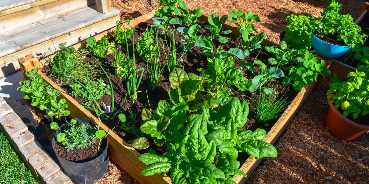 The Hidden Significance Behind WWII Victory Gardens