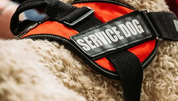 Veterans' Service Dogs: Top Breeds and VA Benefits