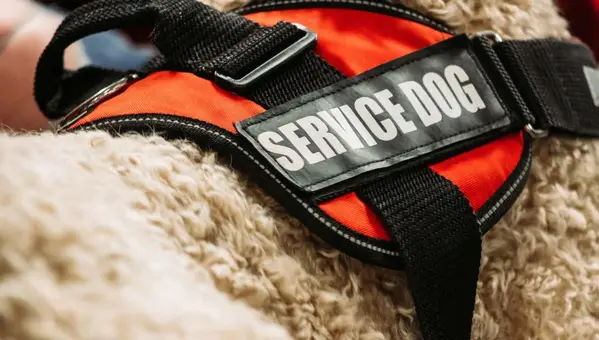 Veterans' Service Dogs: Top Breeds and VA Benefits