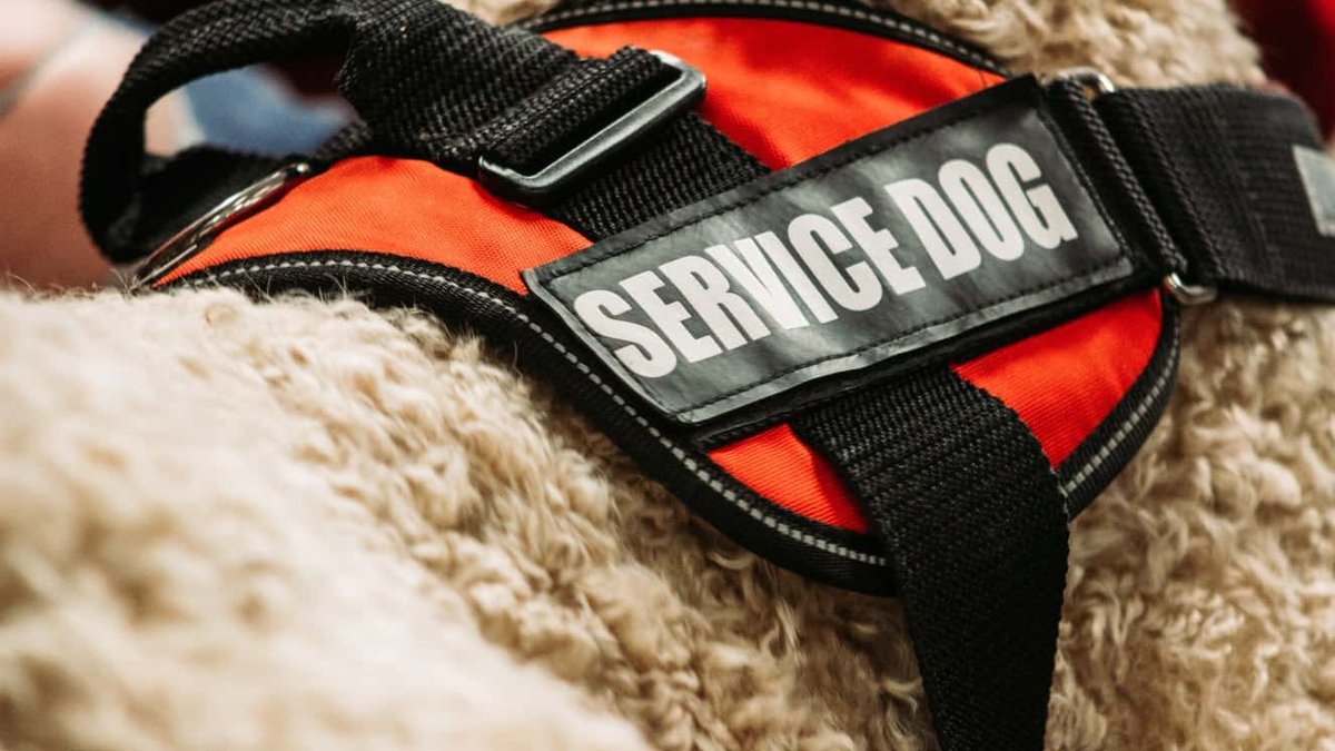 A service dog wearing an orange vest saying "service dog."