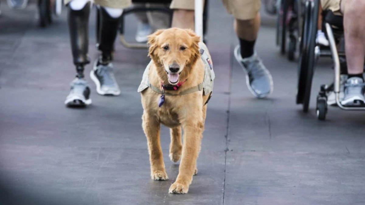 The Top 5 PTSD Service Dog Breeds For Veterans