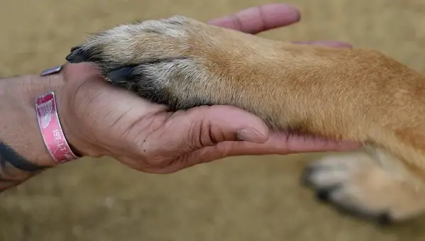 Service Animals Transform Veteran Recovery at Paws of War