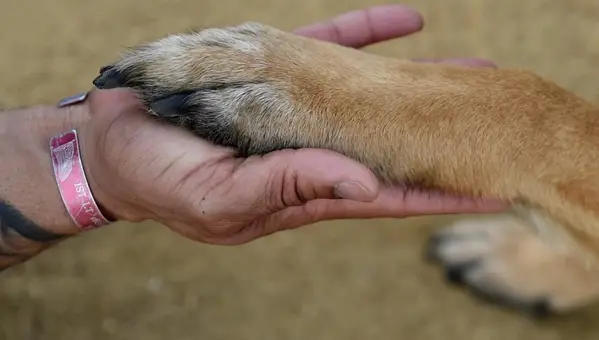 Service Animals Transform Veteran Recovery at Paws of War