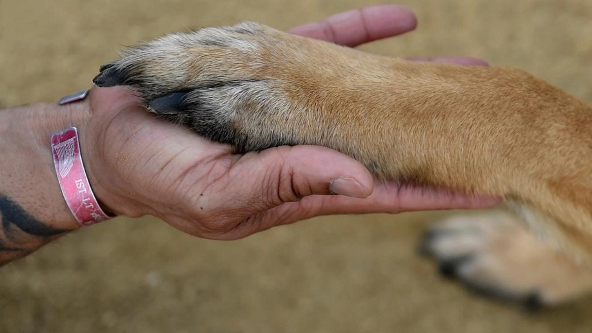 Veteran holding service dog's paw, symbolizing support at Paws of War program.