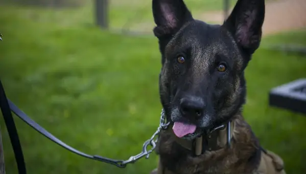 Meet Valdo: The Military Hero Dog Who Took an RPG Blast to Save Four Lives