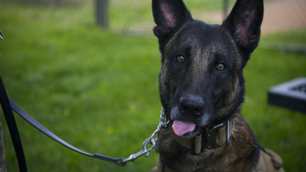 Solo portrait of a dog on a leash.