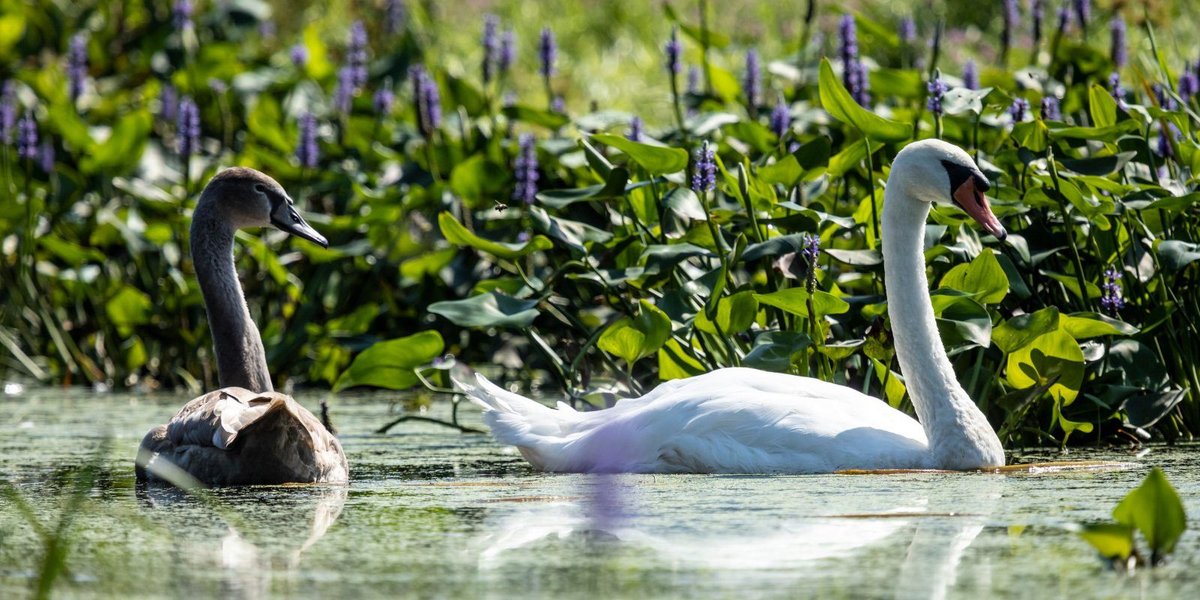 Swan Lake Iris Gardens Is a Flourishing Feature of Sumter, SC