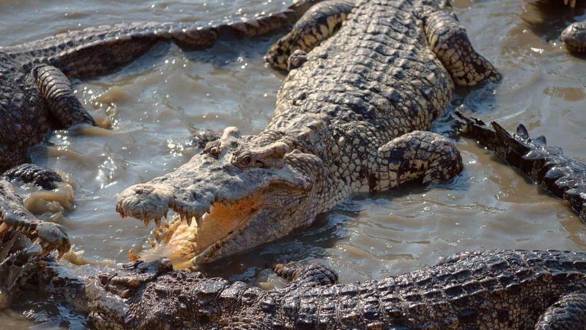 Ramree Island Massacre Broke the World Record for Battles With Crocs