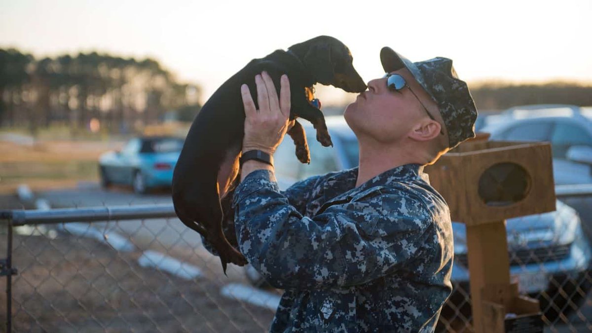 The 5 Best Dog Boarding Picks For Military Families in the US