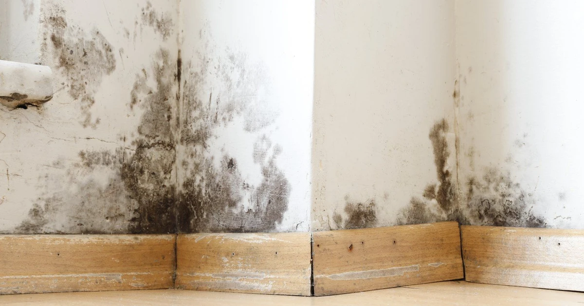 Fort Bragg Mold-Infested Barracks Victims Finally Evacuated | My Base Guide