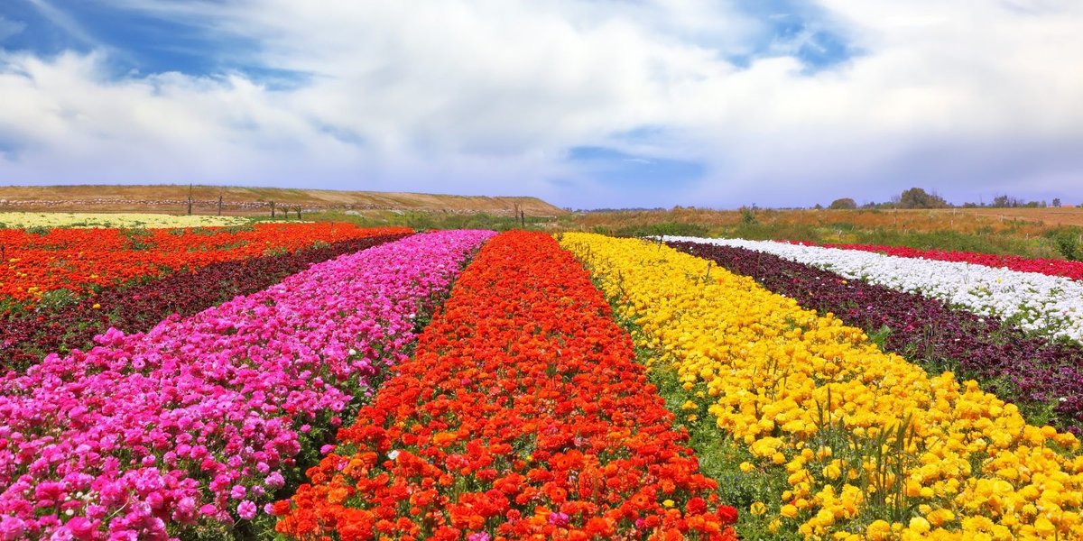 The Flower Fields Are California's Most Vibrant Recreation Spot