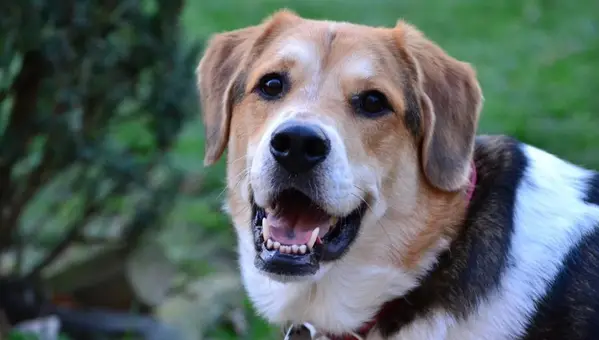 Military Names for Dogs: 3 Ways to Name Your Pet