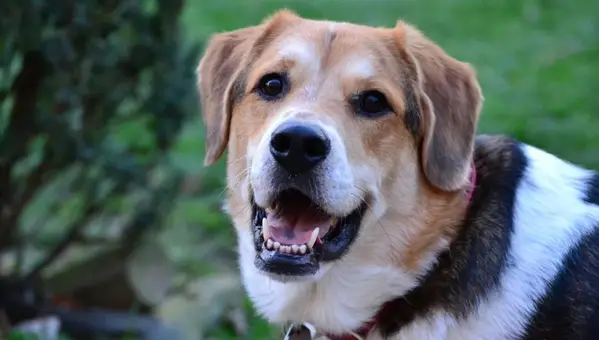 Military Names for Dogs: 3 Ways to Name Your Pet