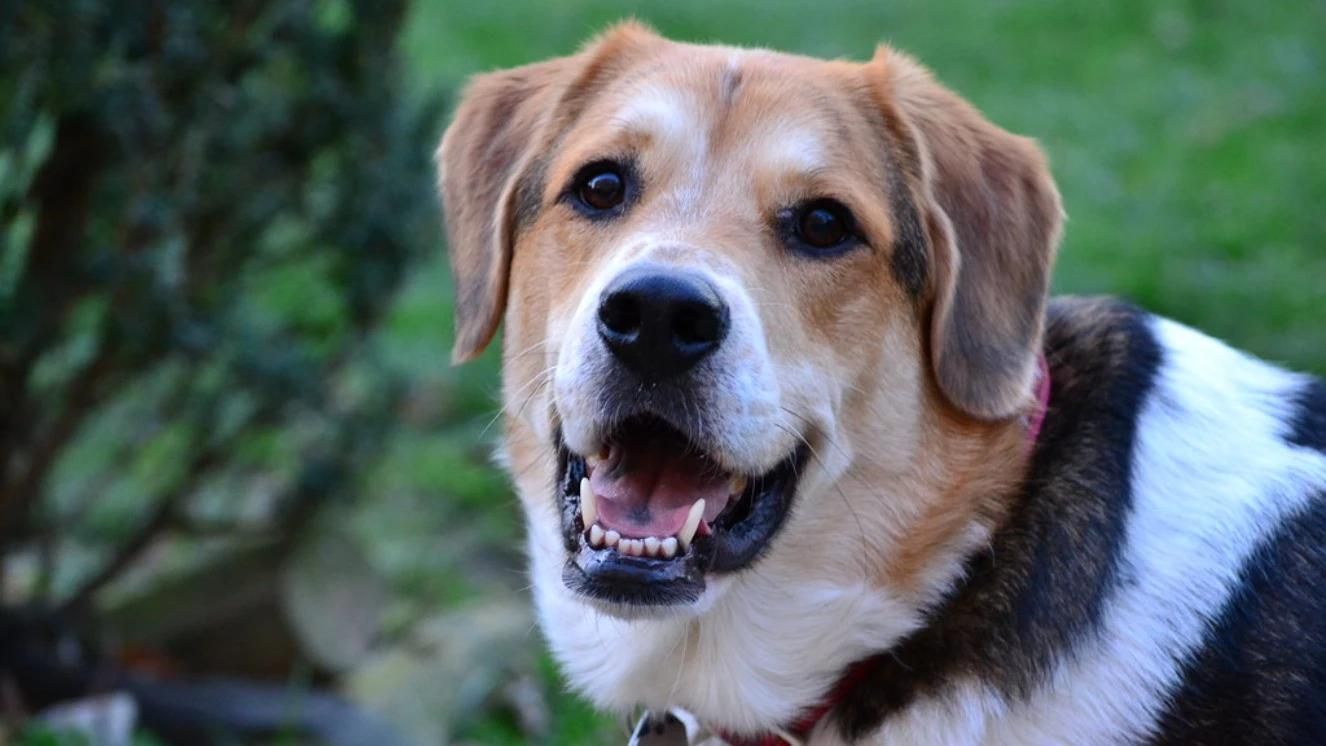 Military Names for Dogs: 3 Ways to Name Your Pet