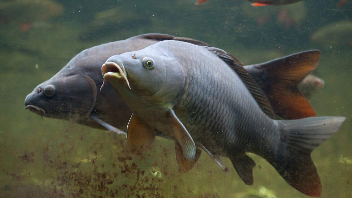 The U.S. Army Is at War With Asian Carp