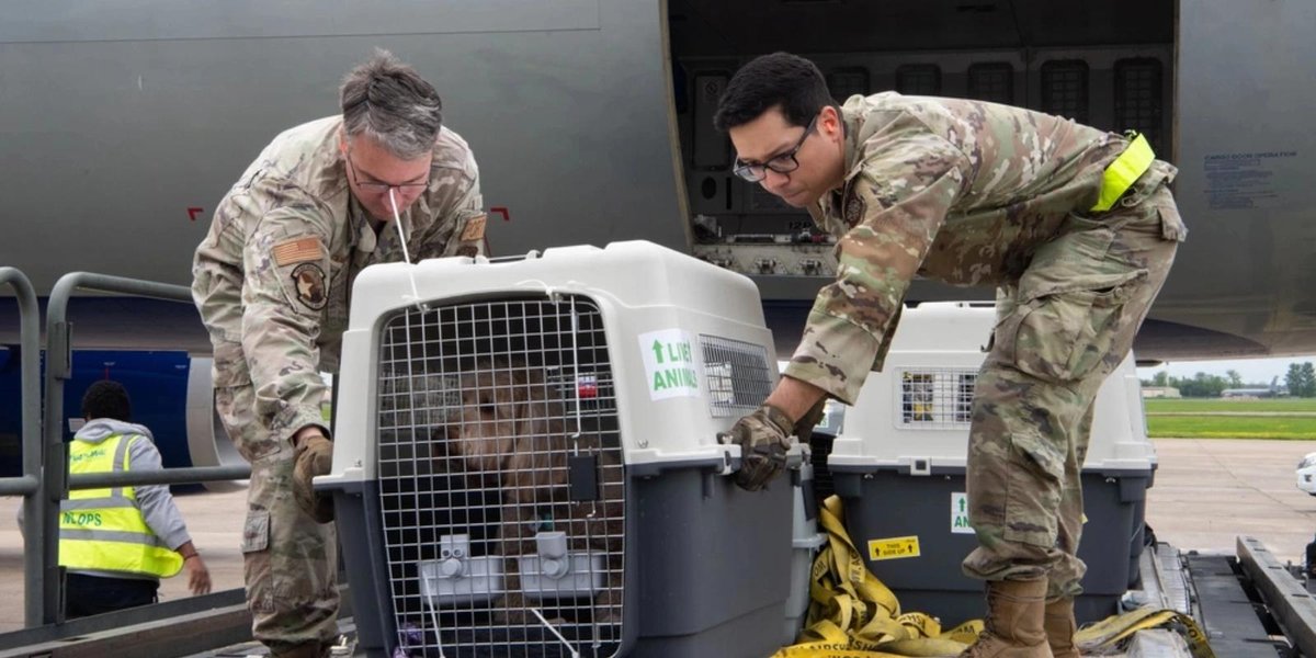 Air Force personnel loading pet crates into cargo plane at military airfield