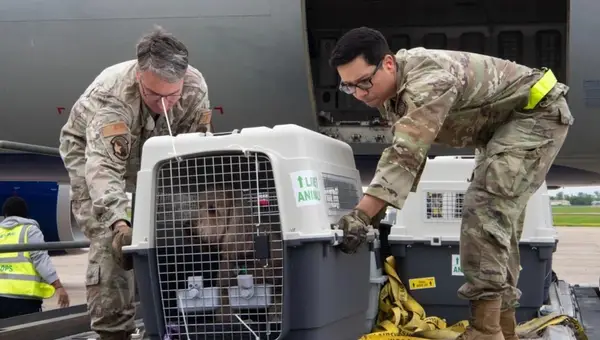 DoD Offers $4,000 PCS Pet Relocation Reimbursement