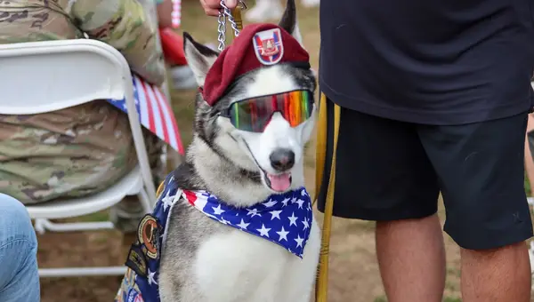 Fort Bragg Therapy Dog Named Sapper Wins USO's Top Honor