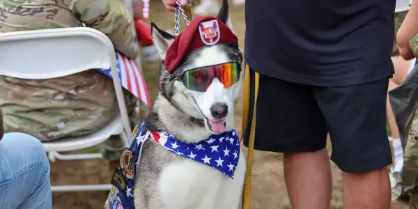 Fort Bragg Therapy Dog Named Sapper Wins USO's Top Honor