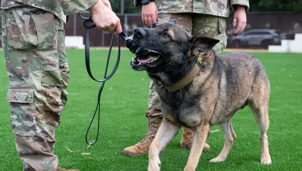 Peterson SFB Honors K-9 Veterans Day with Military Working Dogs