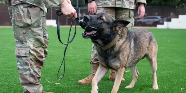 Peterson SFB Honors K-9 Veterans Day with Military Working Dogs