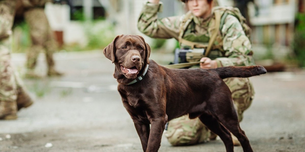 Celebrating Military Dogs on National Best Friends Day