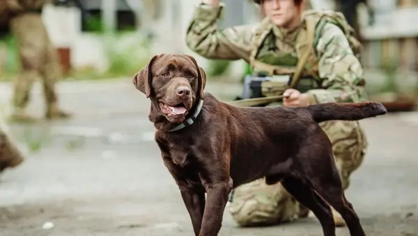 Celebrating Military Dogs on National Best Friends Day