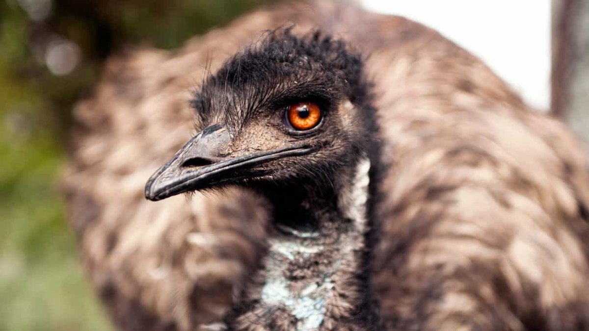 How Australia Lost The Great Emu War and What It Means for the U.S.