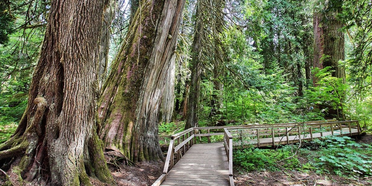 Enjoy Nature and These Activities at Mount Rainier National Park