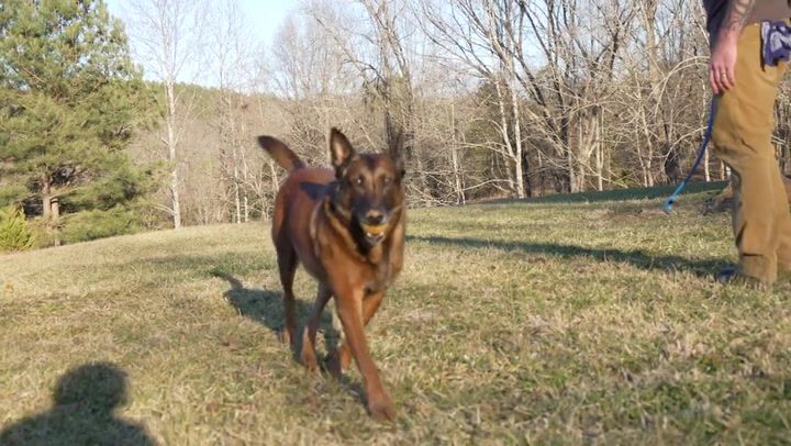 K9 Veterans Day: Thank You To Our Four-Legged Heroes Like Rico The Malinois
