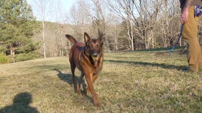 K9 Veterans Day: Thank You To Our Four-Legged Heroes Like Rico The Malinois